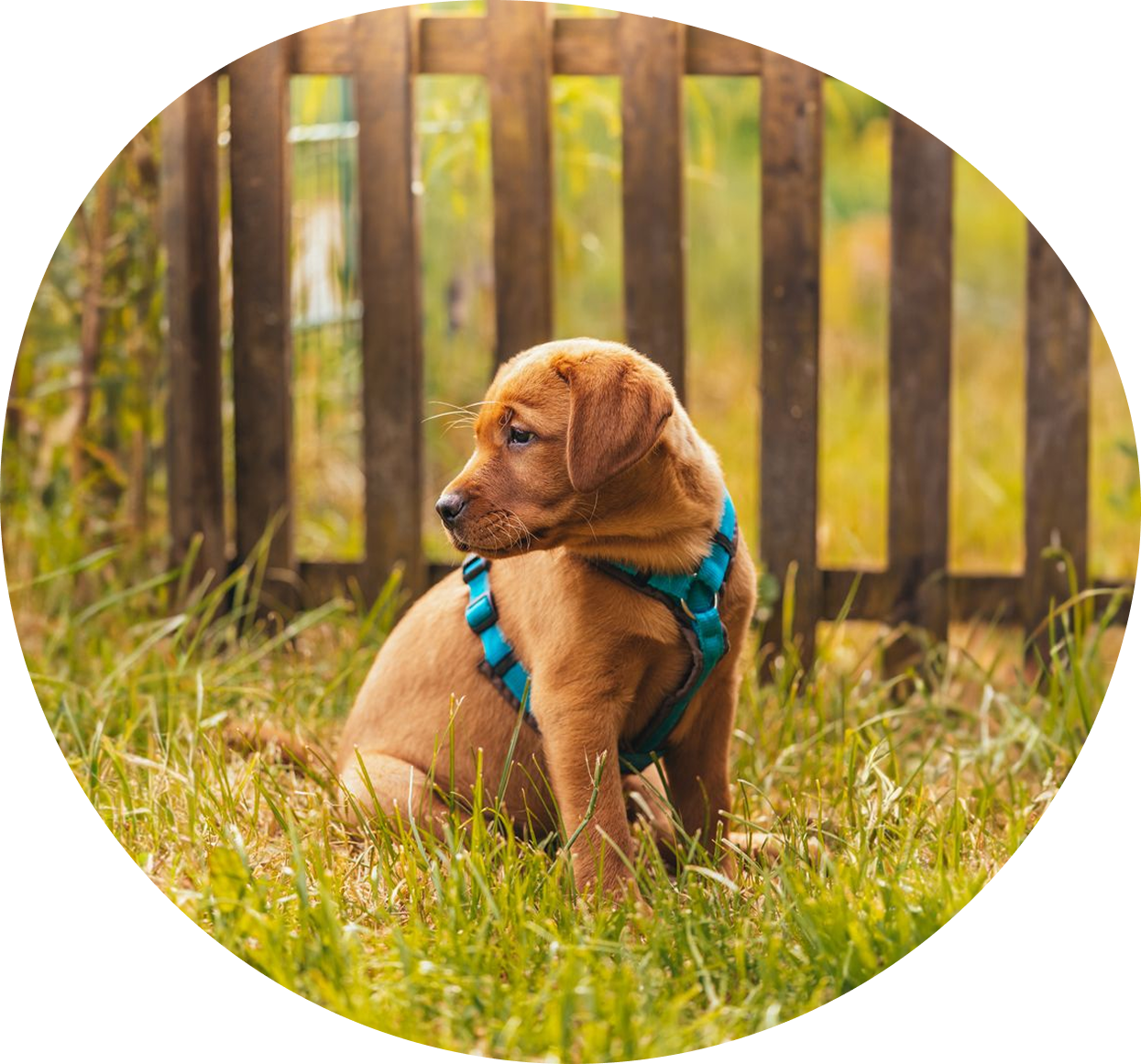 Schulhund